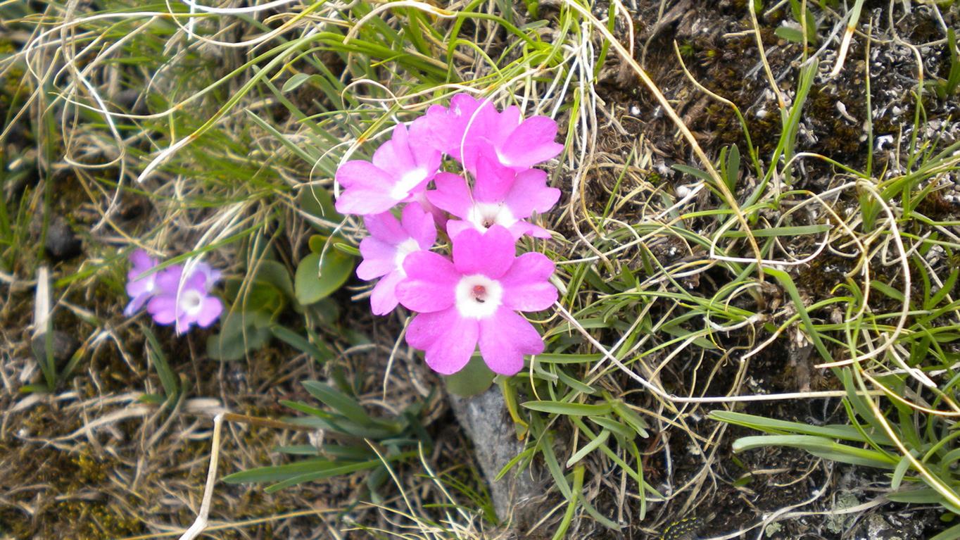 Val d''Aosta 06 - Primula pedemontana